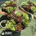 Aeonium Aureum Bucket - Image 2