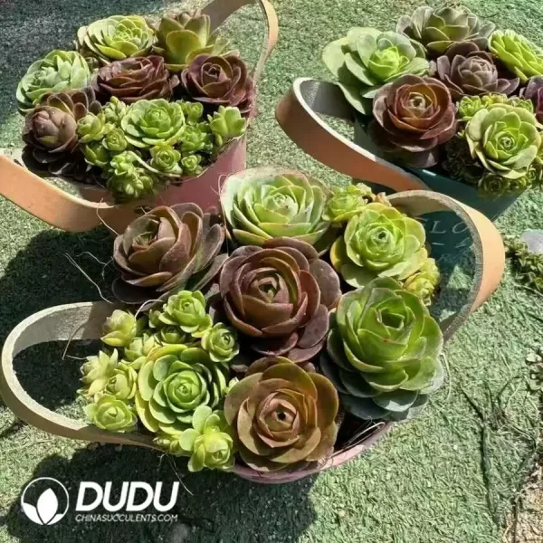 Aeonium Aureum Bucket - Image 2