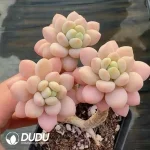 Pachyphytum Caviar Old Stem Clustering