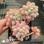 Pachyphytum Caviar Old Stem Clustering - Image 2