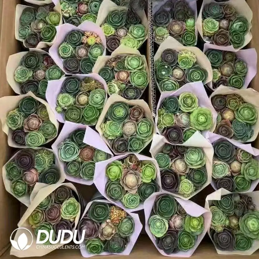 1756126071-1744169820-e201.webp Aeonium Dragon Ball - Image 1
