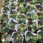 Aeonium Dragon Ball - Image 2