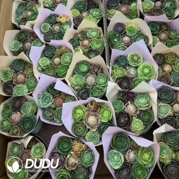 Aeonium Dragon Ball - Image 2