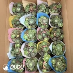 Aeonium Greenovia Collocation