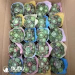 Aeonium Greenovia Collocation - Image 2