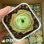 Aeonium Red Velvet - Image 2