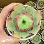Aeonium Red Velvet