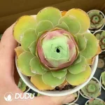 Aeonium Red Velvet - Image 2