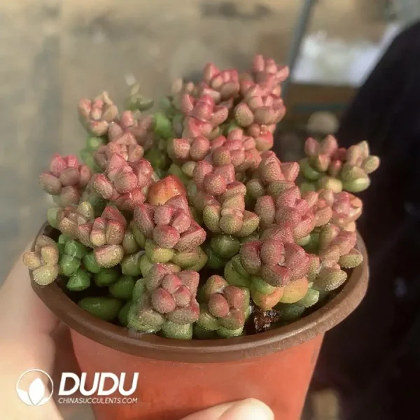 Crassula Elegans Clustering(Scattered Clustering) [Leaves are prone to fall off. If you mind, please don't choose it. ] - Image 1