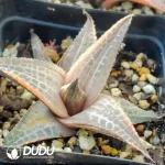 Haworthia venosa (Lam.) Haw Variegated