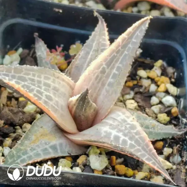 1756126085-1744169866-e201.webp Haworthia venosa (Lam.) Haw Variegated - Image 1