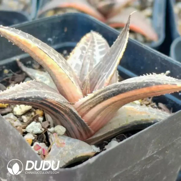 Haworthia venosa (Lam.) Haw Variegated - Image 2