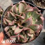 12pcs Echeveria Dark Hawk
