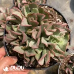 12pcs Echeveria Dark Hawk - Image 2