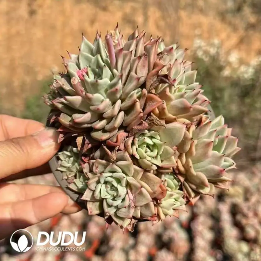 1756126128-1744189765-e201.webp 35pcs Echeveria Djerba's Rose Clustering - Image 1