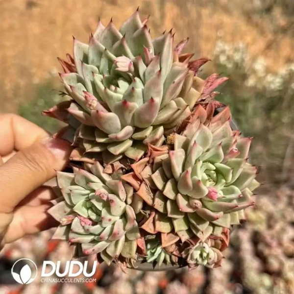 35pcs Echeveria Djerba's Rose Clustering - Image 2