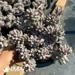 8pcs Pachyphytum Baby Finger Clustering