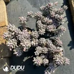 8pcs Pachyphytum Baby Finger Clustering - Image 2