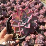 24pcs Echeveria Ice Moon (Single Double Heads randomly)