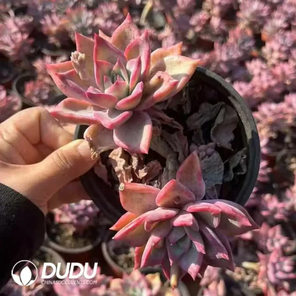 24pcs Echeveria Ice Moon (Single Double Heads randomly) - Image 2