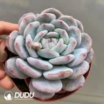 35pcs Echeveria Hosikage