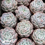 35pcs Echeveria Hosikage - Image 2