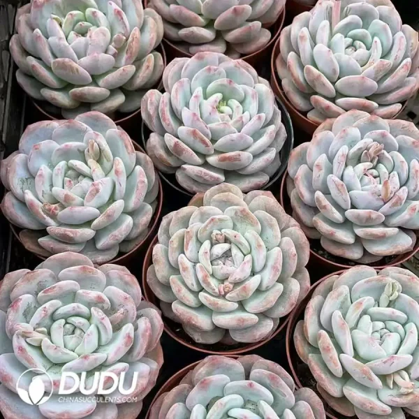 35pcs Echeveria Hosikage - Image 2