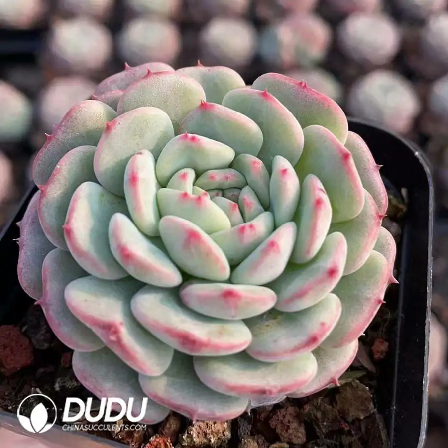 1756126154-1744189841-e201.webp 54pcs Echeveria Hani - Image 1