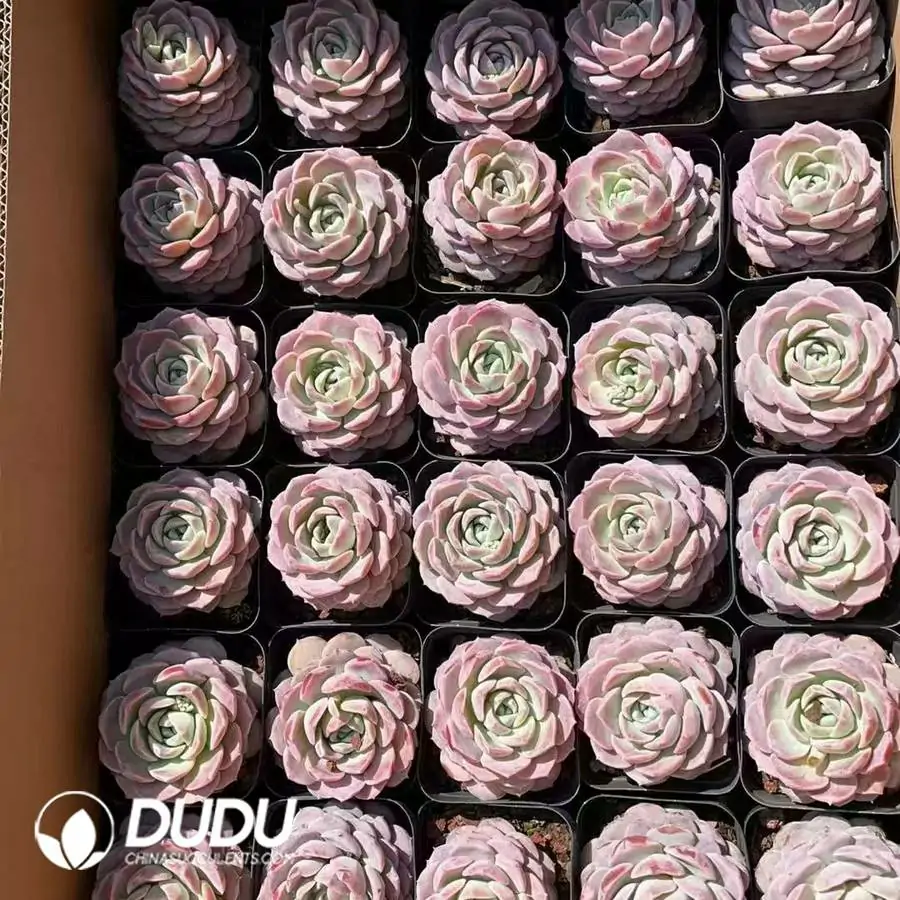 1756126156-1744189849-e201.webp 54pcs Echeveria Amazing Grace - Image 1