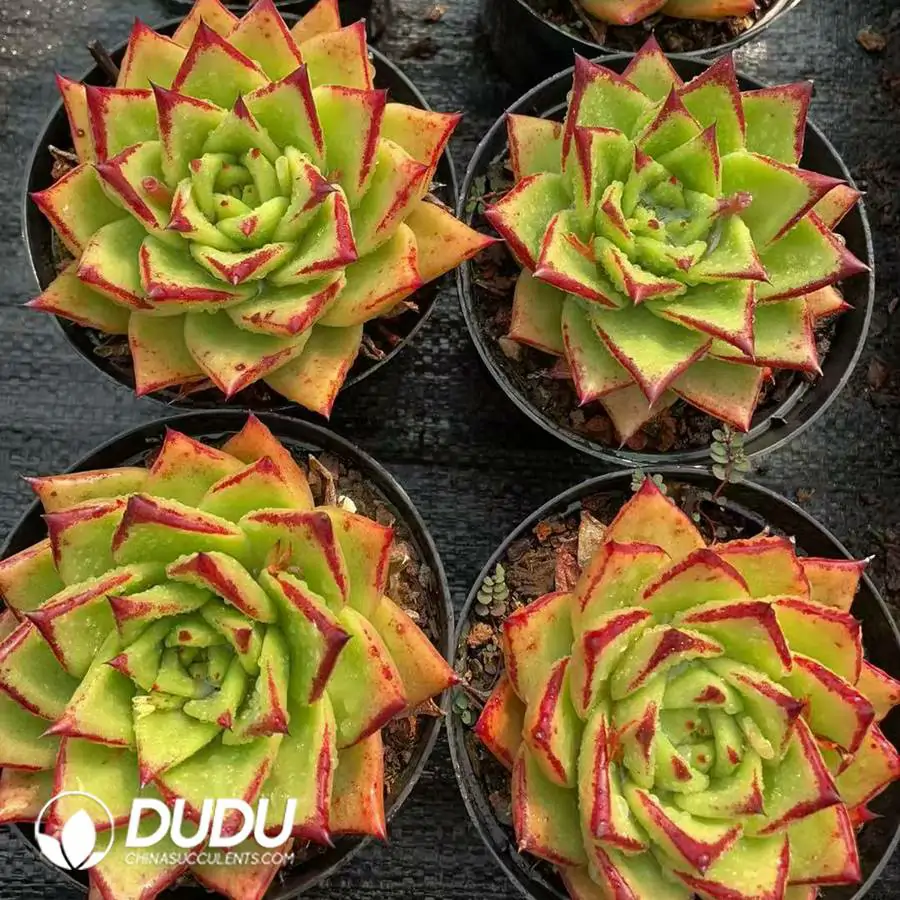 1756126180-1744189917-e201.webp 35pcs Echeveria Lipstick - Image 1