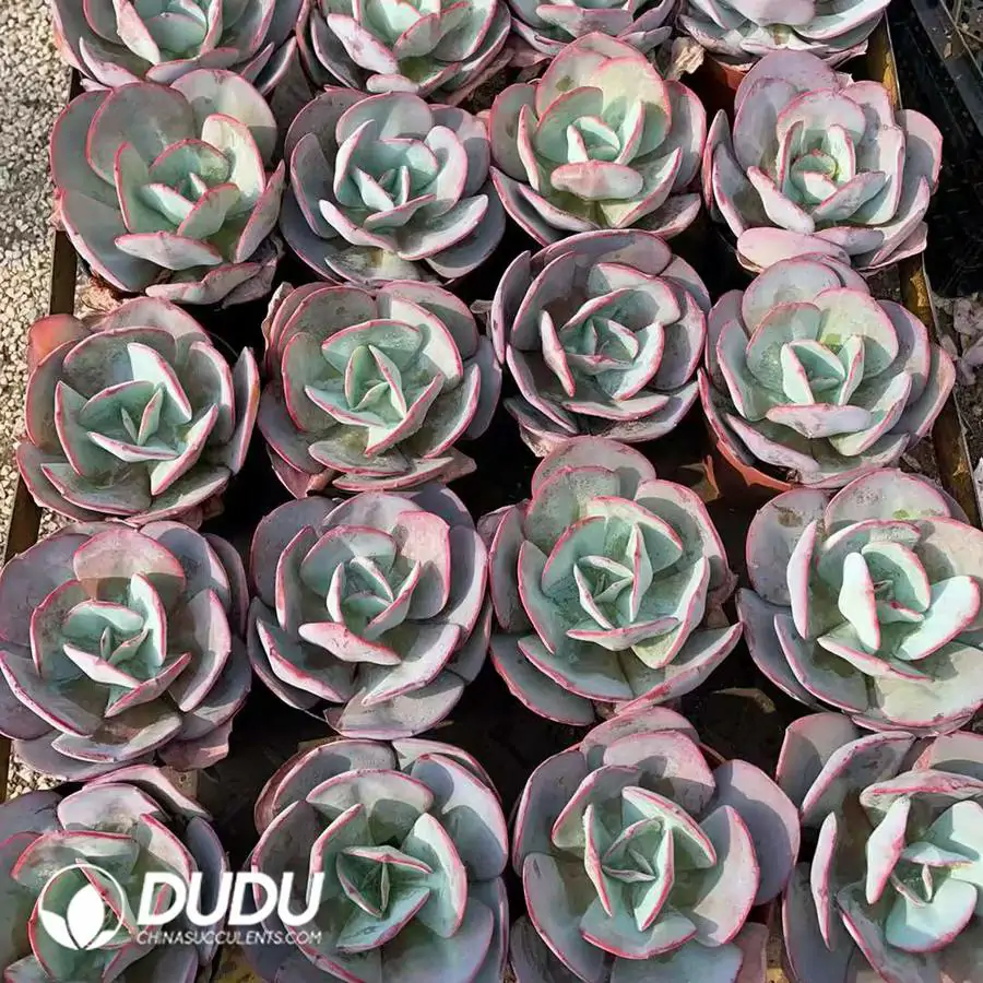 1756126181-1744189919-e201.webp 15pcs Echeveria Brooklyn Blue - Image 1