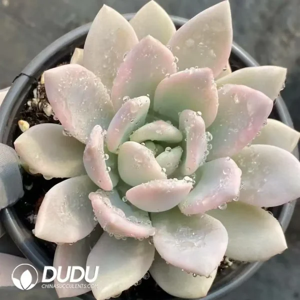 Graptopetalum Opalina Variegated - Image 1