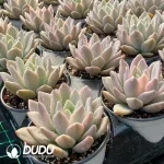 Graptopetalum Opalina Variegated - Image 2