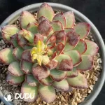 Echeveria Lingzhu