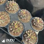 Echeveria Lingzhu - Image 2