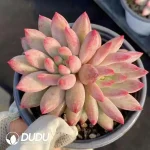 Pachyphytum Cherry Double Head