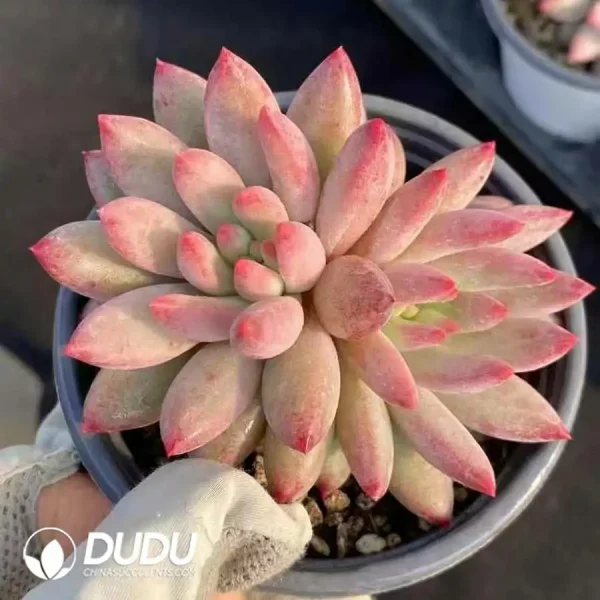 1756126204-1744277096-e201.webp Pachyphytum Cherry Double Head - Image 1