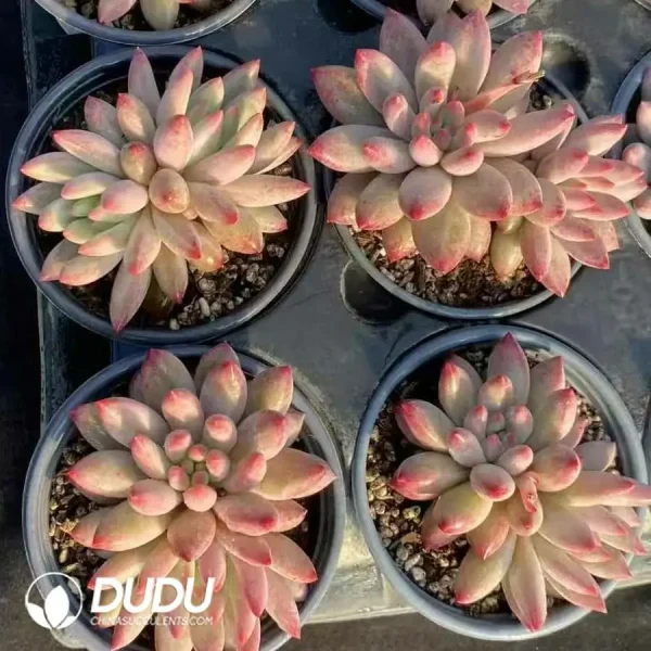 1756126206-1744277098-e202.webp Pachyphytum Cherry Double Head - Image 2