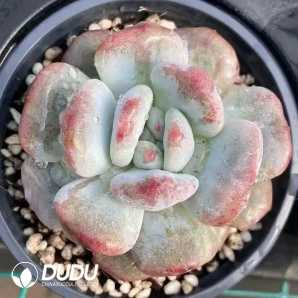 Echeveria Monroe Cristata - Image 1