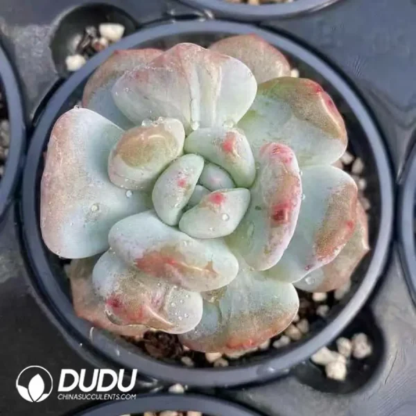 Echeveria Monroe Cristata - Image 2