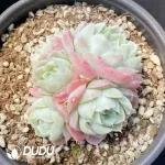 Echeveria Pear Horn Clustering