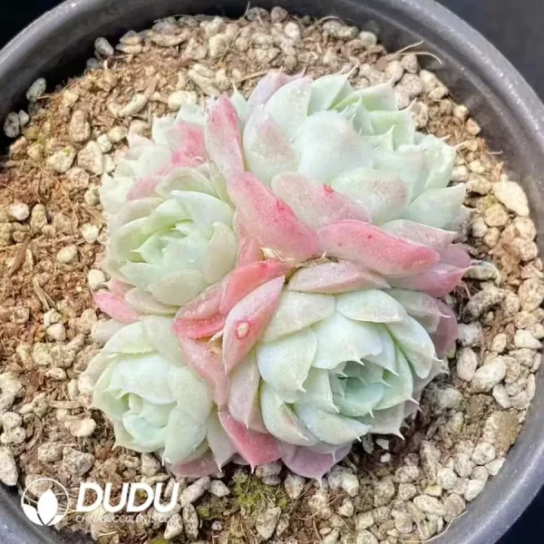 Echeveria Pear Horn Clustering - Image 1