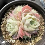 Echeveria Pear Horn Clustering - Image 2