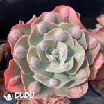 Echeveria Garden Shed