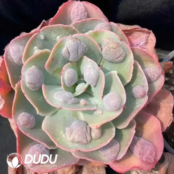 Echeveria Garden Shed - Image 2