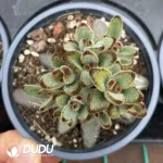Kalanchoe Tomentosa Clustering