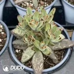 Kalanchoe Tomentosa Clustering - Image 2