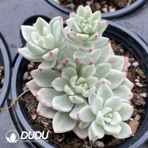 Echeveria Ice Beauty Variegated Clustering - Image 1