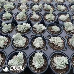 Echeveria Ice Beauty Variegated Clustering - Image 2