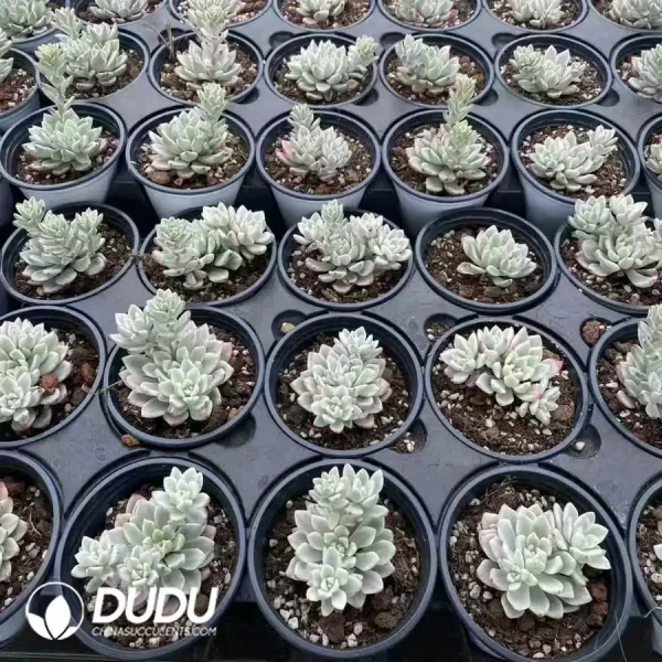 Echeveria Ice Beauty Variegated Clustering - Image 2